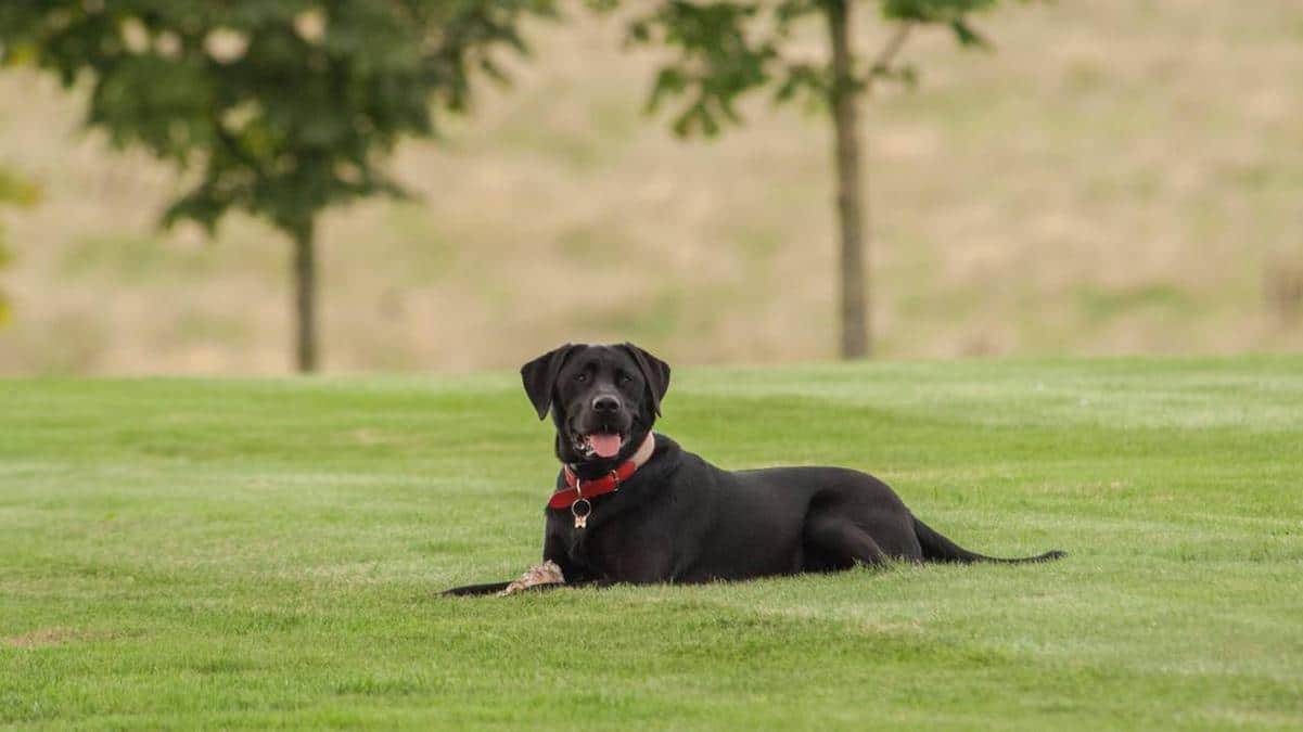 Four Seasons Hampshire Reviewed Oliver the Four Seasons resident pup